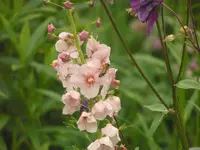 2009 -5 Garten 094.webp