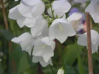 2009 -5 Garten 105.webp