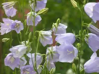 2009 -5 Garten 109.webp