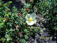 S4300043.webp