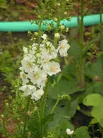 PICT0101.webp