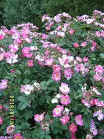 S4300024.webp