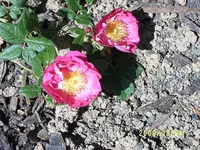 S4300041.webp