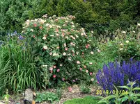 S4300196.webp