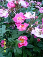 S4300025.webp