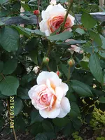 S4300028.webp