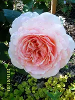 S4300228.webp