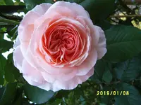 S4300029.webp