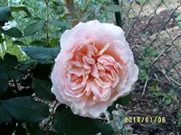 S4300272.webp