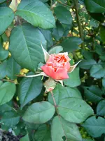 S4300033-1.webp