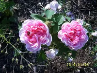S4300213.webp