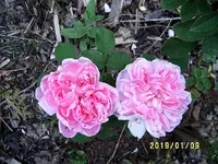 S4300014-1.webp