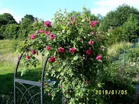 S4300204.webp