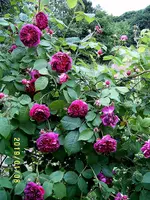 S4300015.webp