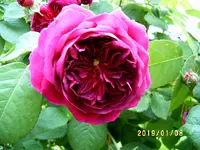 S4300017.webp