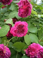 S4300037-2.webp