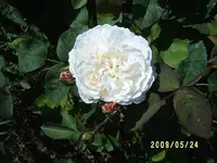 S4300050.webp