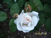 S4300019-1.webp