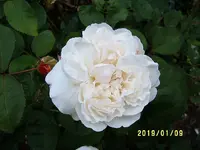 S4300018-1.webp
