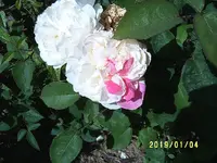 S4300159.webp