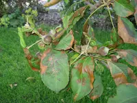 2009 Apfelbaum_Krank 001.webp