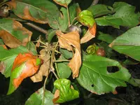 2009 Apfelbaum_Krank 007.webp