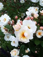 S4300022-1.webp