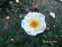 S4300181.webp