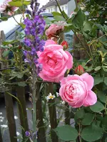 La Reine Victoria.webp