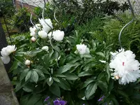 P1020410.webp