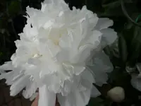 P1020412.webp