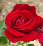 123.webp
