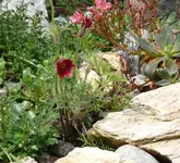P1060491_600_547.webp