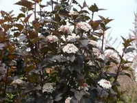 P1060466_600_450.webp