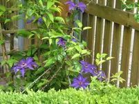 1525 Clematis .webp