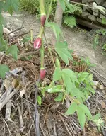 Banana Passionfruit v.webp