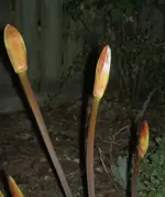 Naked Lilly.webp
