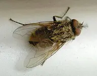 Fliege (4) v.webp