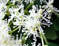 Kletterhortensie.webp
