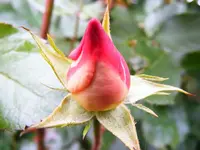 Rose-weisse Rose.webp