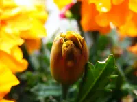 Tagetes.webp