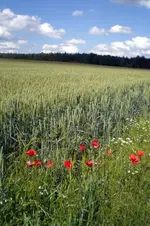Feld.webp