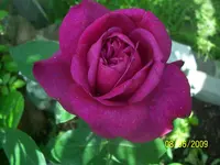 100_1803.webp