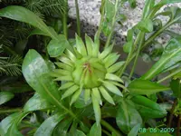 PICT2598.webp