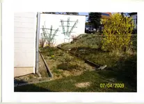 kletterrosen.webp