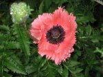 Mohn Juni 09.JPG