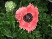 Mohn Juni 09.webp