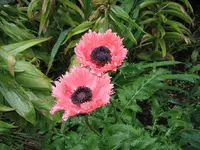 2461.webp