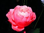 rose Rose.jpg