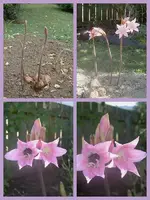 naked Lily.webp